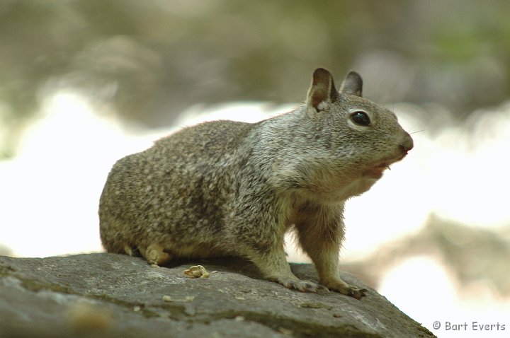 DSC_1511.JPG - California Ground Squirrel